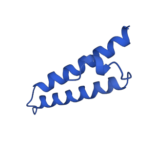 43074_8v9j_1_v1-2
Cryo-EM structure of the Mycobacterium smegmatis 70S ribosome in complex with hibernation factor Msmeg1130 (Balon) (Structure 4)