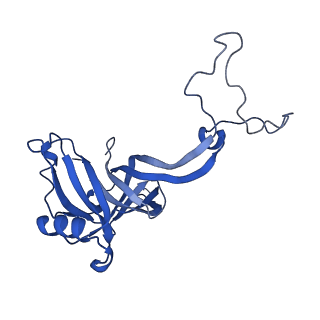 43074_8v9j_D_v1-2
Cryo-EM structure of the Mycobacterium smegmatis 70S ribosome in complex with hibernation factor Msmeg1130 (Balon) (Structure 4)