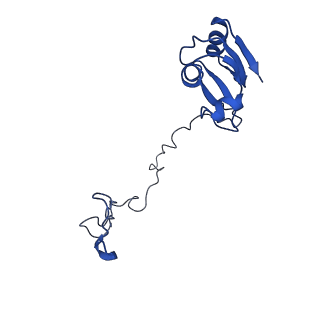 43074_8v9j_N_v1-2
Cryo-EM structure of the Mycobacterium smegmatis 70S ribosome in complex with hibernation factor Msmeg1130 (Balon) (Structure 4)