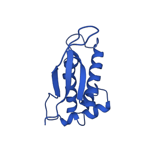 43074_8v9j_P_v1-2
Cryo-EM structure of the Mycobacterium smegmatis 70S ribosome in complex with hibernation factor Msmeg1130 (Balon) (Structure 4)