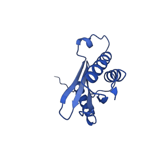 43074_8v9j_Q_v1-2
Cryo-EM structure of the Mycobacterium smegmatis 70S ribosome in complex with hibernation factor Msmeg1130 (Balon) (Structure 4)