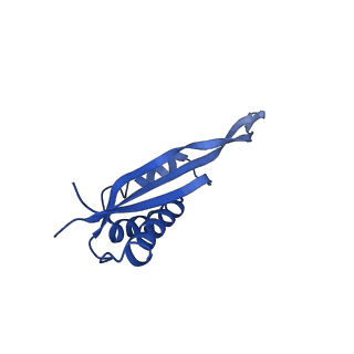 43074_8v9j_U_v1-2
Cryo-EM structure of the Mycobacterium smegmatis 70S ribosome in complex with hibernation factor Msmeg1130 (Balon) (Structure 4)