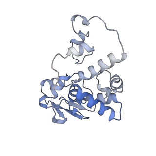 43074_8v9j_d_v1-2
Cryo-EM structure of the Mycobacterium smegmatis 70S ribosome in complex with hibernation factor Msmeg1130 (Balon) (Structure 4)