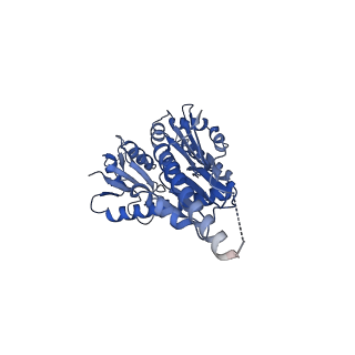 43074_8v9j_z_v1-2
Cryo-EM structure of the Mycobacterium smegmatis 70S ribosome in complex with hibernation factor Msmeg1130 (Balon) (Structure 4)