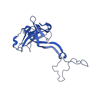 43075_8v9k_D_v1-2
Cryo-EM structure of the Mycobacterium smegmatis 70S ribosome in complex with hibernation factor Rv2629 (Balon) (Structure 5)