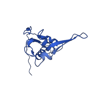 43075_8v9k_L_v1-2
Cryo-EM structure of the Mycobacterium smegmatis 70S ribosome in complex with hibernation factor Rv2629 (Balon) (Structure 5)