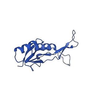 43075_8v9k_O_v1-2
Cryo-EM structure of the Mycobacterium smegmatis 70S ribosome in complex with hibernation factor Rv2629 (Balon) (Structure 5)