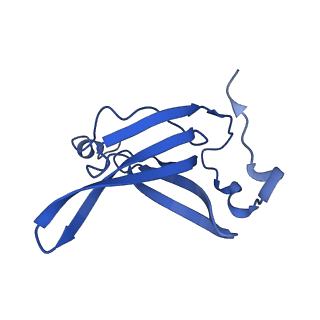 43075_8v9k_R_v1-2
Cryo-EM structure of the Mycobacterium smegmatis 70S ribosome in complex with hibernation factor Rv2629 (Balon) (Structure 5)