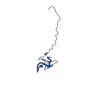 43075_8v9k_Y_v1-2
Cryo-EM structure of the Mycobacterium smegmatis 70S ribosome in complex with hibernation factor Rv2629 (Balon) (Structure 5)