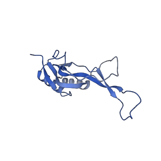 43076_8v9l_O_v1-2
Cryo-EM structure of the Mycobacterium smegmatis 70S ribosome in complex with hibernation factor Msmeg1130 (Balon) and MsmegEF-Tu(GDP) (Composite structure 6)