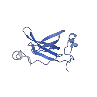 43076_8v9l_R_v1-2
Cryo-EM structure of the Mycobacterium smegmatis 70S ribosome in complex with hibernation factor Msmeg1130 (Balon) and MsmegEF-Tu(GDP) (Composite structure 6)