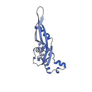 43076_8v9l_e_v1-2
Cryo-EM structure of the Mycobacterium smegmatis 70S ribosome in complex with hibernation factor Msmeg1130 (Balon) and MsmegEF-Tu(GDP) (Composite structure 6)