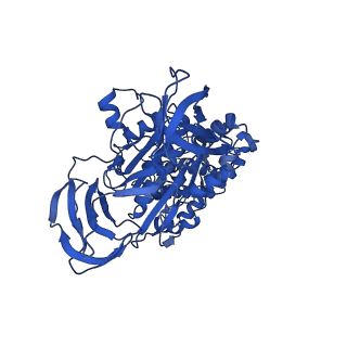31842_7vai_A_v1-0
V1EG of V/A-ATPase from Thermus thermophilus, state1-1