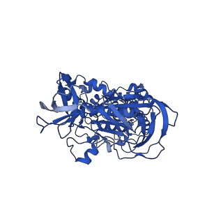 31842_7vai_B_v1-0
V1EG of V/A-ATPase from Thermus thermophilus, state1-1