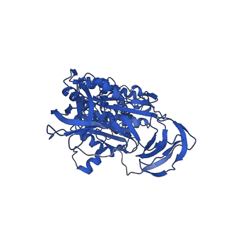 31850_7vam_C_v1-0
V1EG of V/A-ATPase from Thermus thermophilus, high ATP, state1-2