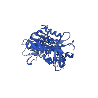 31850_7vam_D_v1-0
V1EG of V/A-ATPase from Thermus thermophilus, high ATP, state1-2