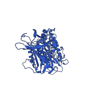 31850_7vam_E_v1-0
V1EG of V/A-ATPase from Thermus thermophilus, high ATP, state1-2