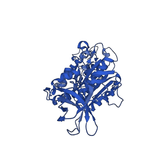 31850_7vam_F_v1-0
V1EG of V/A-ATPase from Thermus thermophilus, high ATP, state1-2