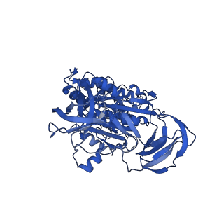 31854_7vao_C_v1-0
V1EG of V/A-ATPase from Thermus thermophilus, high ATP, state2-2