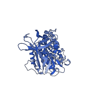 31854_7vao_E_v1-0
V1EG of V/A-ATPase from Thermus thermophilus, high ATP, state2-2