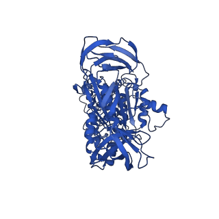 31857_7vap_A_v1-0
V1EG of V/A-ATPase from Thermus thermophilus, high ATP, state2-2