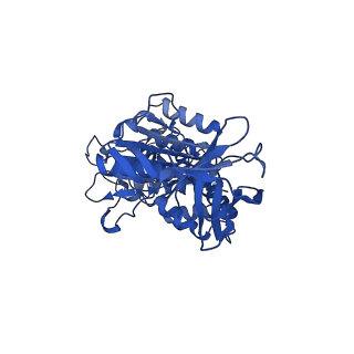 31857_7vap_D_v1-0
V1EG of V/A-ATPase from Thermus thermophilus, high ATP, state2-2