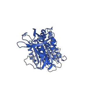 31857_7vap_E_v1-0
V1EG of V/A-ATPase from Thermus thermophilus, high ATP, state2-2