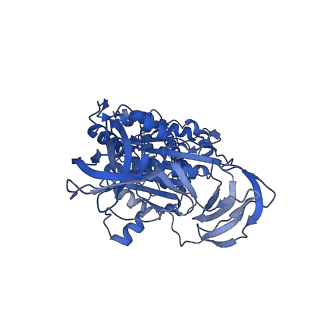 31858_7vaq_C_v1-0
V1EG of V/A-ATPase from Thermus thermophilus, high ATP, state3-2