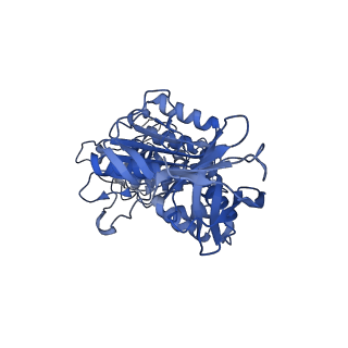 31858_7vaq_D_v1-0
V1EG of V/A-ATPase from Thermus thermophilus, high ATP, state3-2