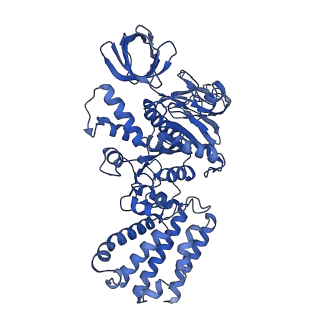 31864_7vau_A_v1-0
V1EG of V/A-ATPase from Thermus thermophilus at low ATP concentration, state2-2