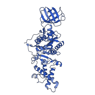 31864_7vau_D_v1-0
V1EG of V/A-ATPase from Thermus thermophilus at low ATP concentration, state2-2