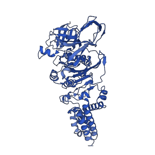 31866_7vav_A_v1-0
V1EG of V/A-ATPase from Thermus thermophilus at low ATP concentration, state3