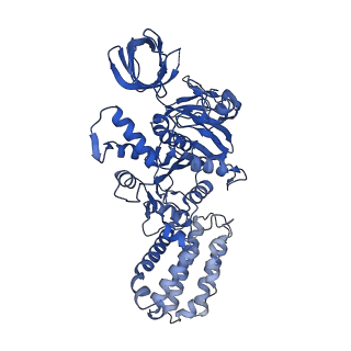 31866_7vav_B_v1-0
V1EG of V/A-ATPase from Thermus thermophilus at low ATP concentration, state3