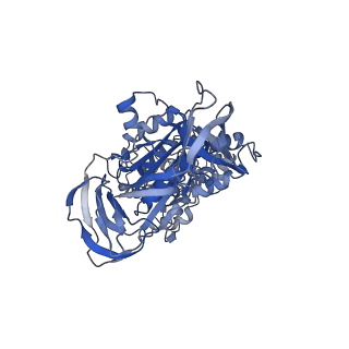 31868_7vaw_B_v1-0
V1EG domain of V/A-ATPase from Thermus thermophilus at saturated ATP-gamma-S condition, state1-1