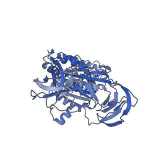 31868_7vaw_C_v1-0
V1EG domain of V/A-ATPase from Thermus thermophilus at saturated ATP-gamma-S condition, state1-1