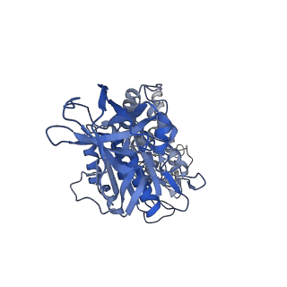31868_7vaw_E_v1-0
V1EG domain of V/A-ATPase from Thermus thermophilus at saturated ATP-gamma-S condition, state1-1