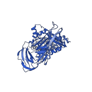 31869_7vax_B_v1-0
V1EG of V/A-ATPase from Thermus thermophilus at saturated ATP-gamma-S condition, state1-2