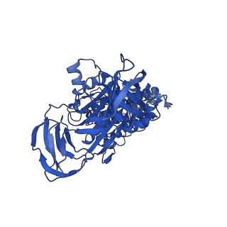31871_7vay_C_v1-0
V1EG domain of V/A-ATPase from Thermus thermophilus at saturated ATP-gamma-S condition, state2