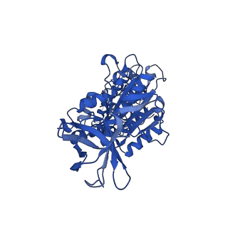 31871_7vay_D_v1-0
V1EG domain of V/A-ATPase from Thermus thermophilus at saturated ATP-gamma-S condition, state2