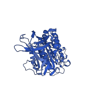 31871_7vay_F_v1-0
V1EG domain of V/A-ATPase from Thermus thermophilus at saturated ATP-gamma-S condition, state2
