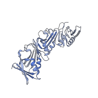 43098_8vap_F_v1-0
Structure of the E. coli clamp loader bound to the beta clamp in a Fully-Open conformation