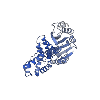 43099_8vaq_A_v1-0
Structure of the E. coli clamp loader bound to the beta clamp in a Closed-DNA1 conformation