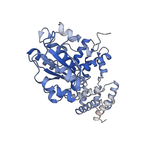 43101_8vas_D_v1-0
Structure of the E. coli clamp loader bound to the beta clamp in an Altered-Collar conformation