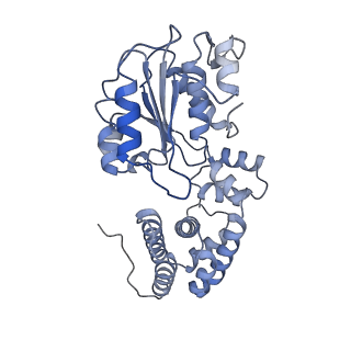 43101_8vas_E_v1-0
Structure of the E. coli clamp loader bound to the beta clamp in an Altered-Collar conformation