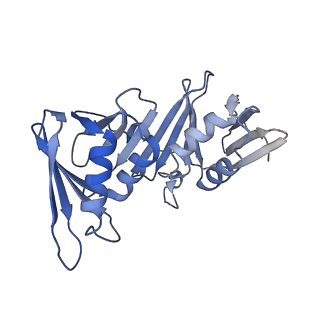 43101_8vas_G_v1-0
Structure of the E. coli clamp loader bound to the beta clamp in an Altered-Collar conformation