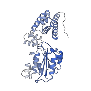 43102_8vat_E_v1-0
Structure of the E. coli clamp loader bound to the beta clamp in a Open-RNAp/t conformation