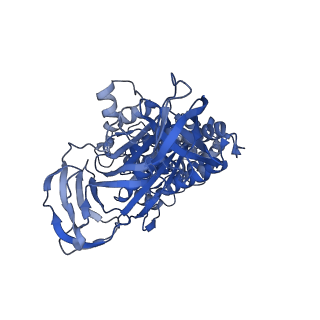 31873_7vb0_A_v1-0
V1EG domain of V/A-ATPase from Thermus thermophilus at saturated ATP-gamma-S condition, state3
