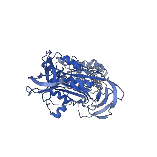31873_7vb0_B_v1-0
V1EG domain of V/A-ATPase from Thermus thermophilus at saturated ATP-gamma-S condition, state3