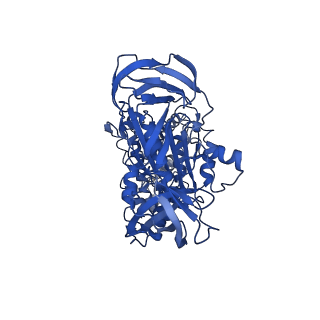 31873_7vb0_C_v1-0
V1EG domain of V/A-ATPase from Thermus thermophilus at saturated ATP-gamma-S condition, state3