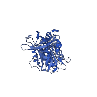 31873_7vb0_D_v1-0
V1EG domain of V/A-ATPase from Thermus thermophilus at saturated ATP-gamma-S condition, state3